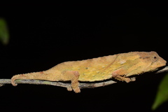 Rhampholeon viridis
