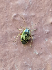 Cyphodema instabilis