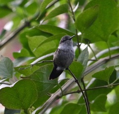 Mellisuga minima