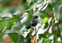 Mellisuga minima