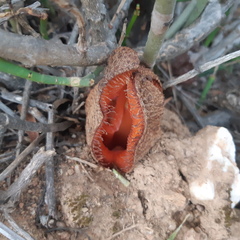 Hydnora africana
