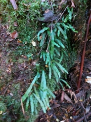 Notogrammitis billardierei