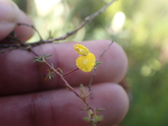 Aspalathus lanceicarpa