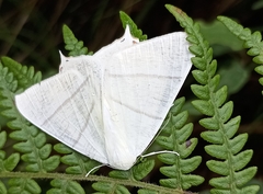 Ourapteryx sambucaria