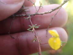 Aspalathus lanceicarpa