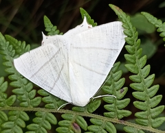 Ourapteryx sambucaria