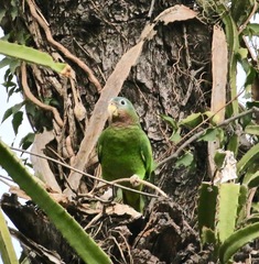 Amazona collaria