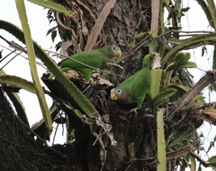 Amazona collaria