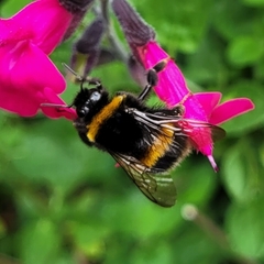 Bombus