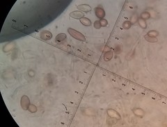 Boletus semigastroideus