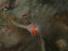 Ralpharia magnifica