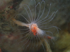 Ralpharia magnifica