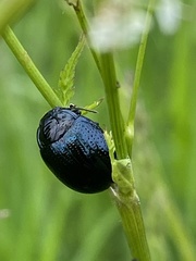 Chrysolina oricalcia