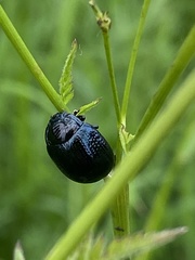 Chrysolina oricalcia