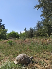 Testudo graeca ibera