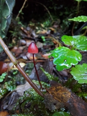 Mycena toyerlaricola