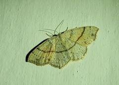 Cyclophora punctaria