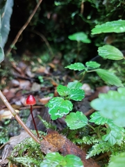 Mycena toyerlaricola
