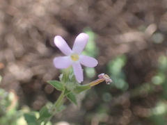 Chaenostoma cordatum