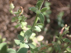 Chaenostoma cordatum