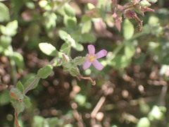 Chaenostoma cordatum