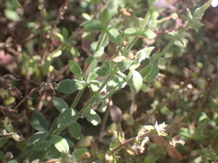 Chaenostoma cordatum