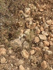 Cephalaria joppensis