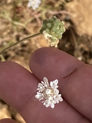 Cephalaria joppensis