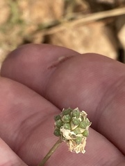 Cephalaria joppensis