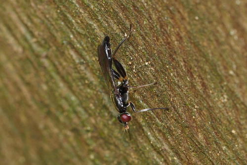 Megamerinidae