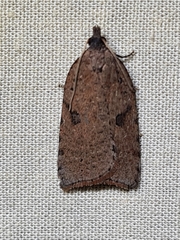 Meritastis polygraphana