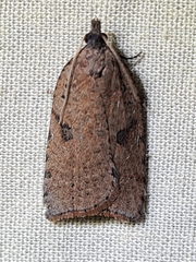 Meritastis polygraphana