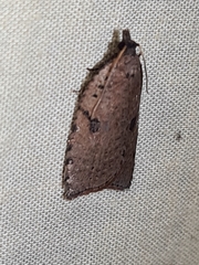 Meritastis polygraphana