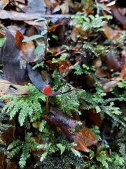 Mycena toyerlaricola