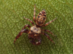 Macaroeris nidicolens