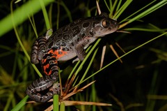 Hylambates maculatus