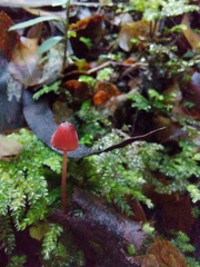 Mycena toyerlaricola