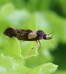 Epithymema helias
