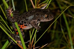 Hylambates maculatus