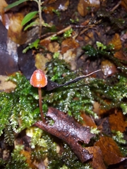 Mycena toyerlaricola