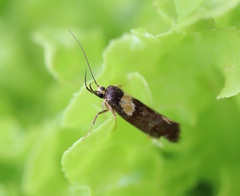Epithymema helias