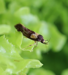 Epithymema helias