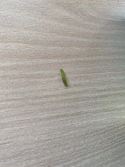 Tortrix viridana
