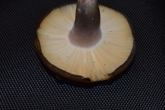 Russula aucklandica