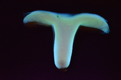 Russula aucklandica
