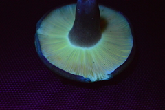 Russula aucklandica