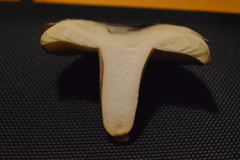 Russula aucklandica