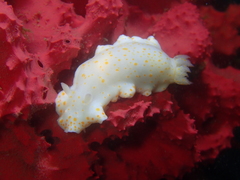 Goniobranchus tasmaniensis