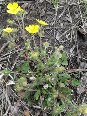 Potentilla arenosa