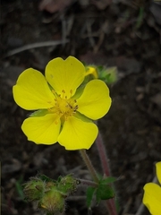 Potentilla arenosa